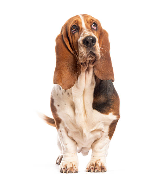 istock Basset hound standing and looking up with white background 2190387037