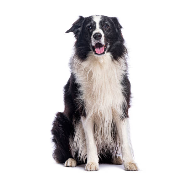 istock Border collie sitting and panting on white background 2190387127