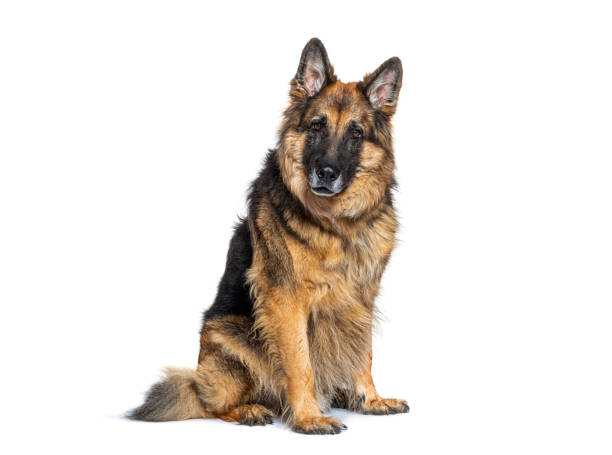 istock German shepherd dog sitting and looking at camera on white background 2190387404