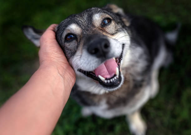 istock man's hand petting cute friendly smiling dog on grass in yard in spring 2190388679