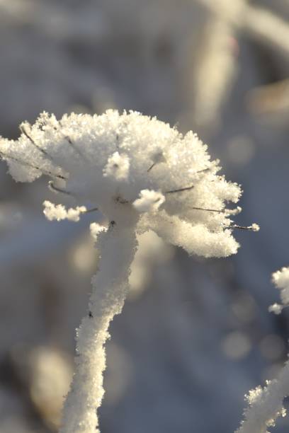 istock A Beautiful Snowy Plant 2190390630