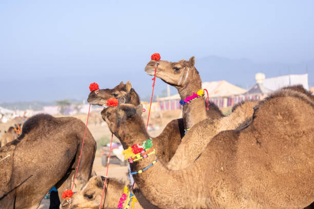istock Domestic camel at pushkar fair 2190390993