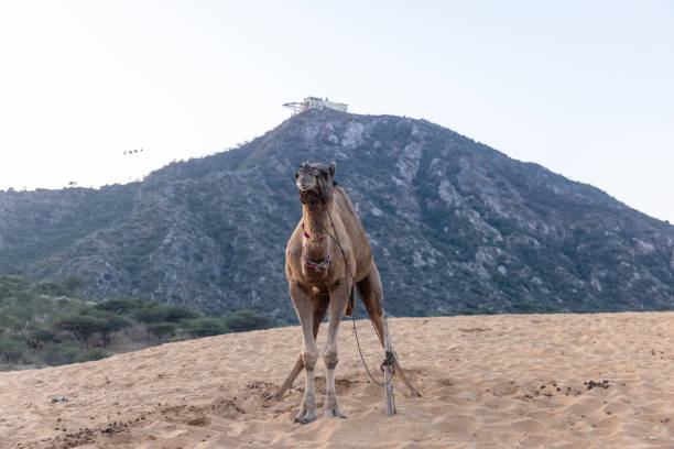 Barking camel, Sam sand dunes, Jaisalmer, Rajasthan, India.