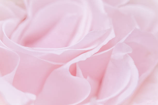 Abstract floral background, pink pale rose flower petals, soft focus. Macro flowers backdrop for holiday brand design