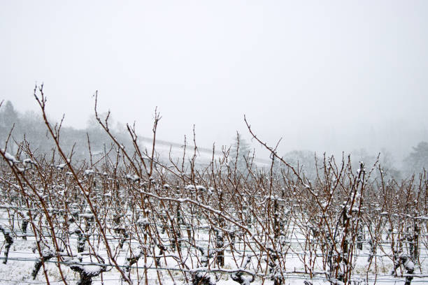 A vineyard shrouded in mist in the Rheingau, lightly covered with snow.