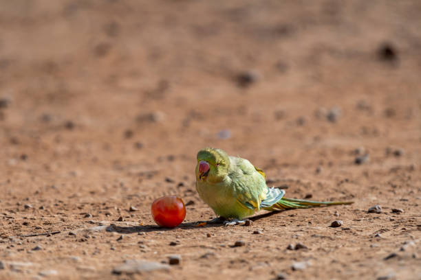ring-necked parrot surrounded by pigeons