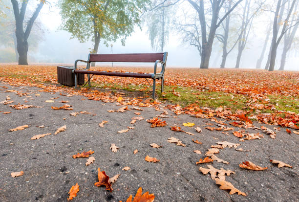 Beautiful park on a misty autumn day.