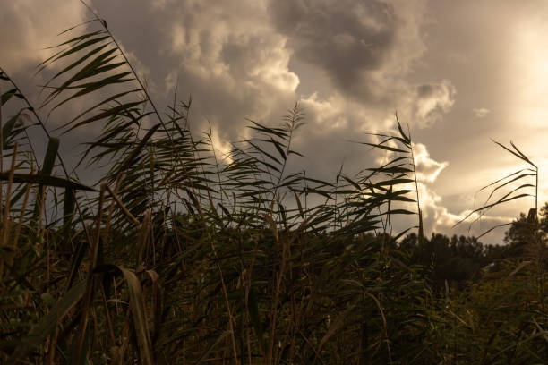 field of tall grass with the sun shining through it.