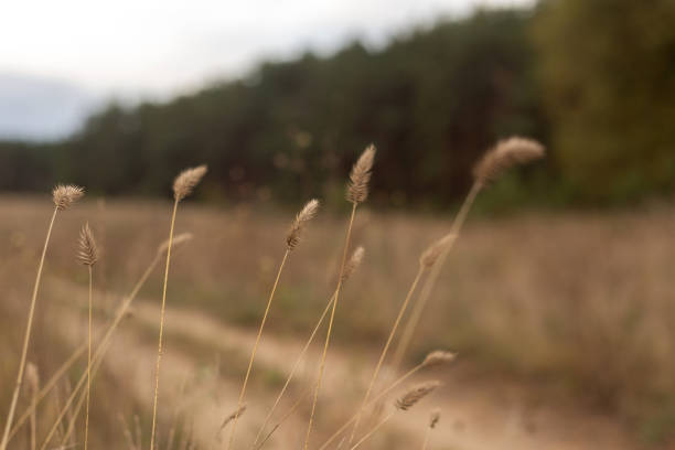 field with a plant with the sun behind it