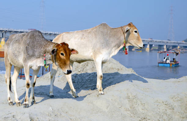 Many cattle stand closely on a brightly painted flatbed truck in India, tethered and being transported to a livestock market.