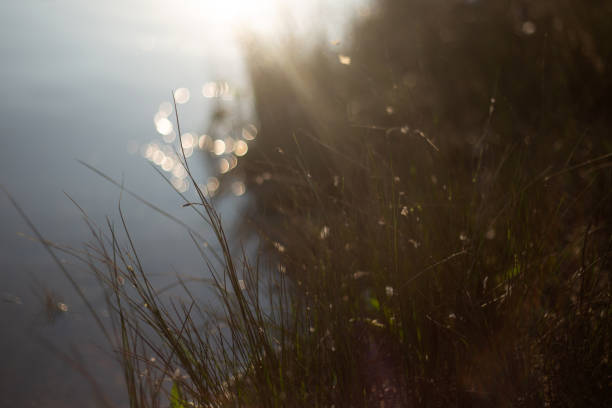 picture of a sun shining through tall grass.