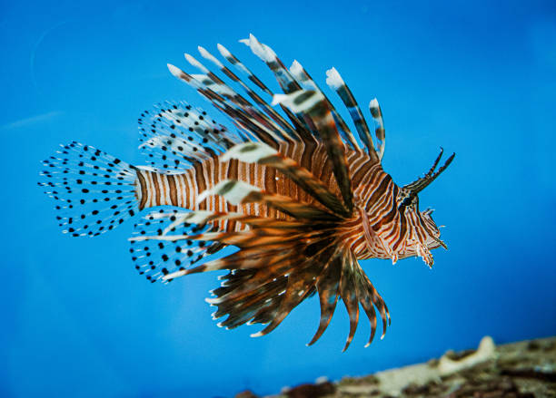 istock Zebra fish in aquarium close up 2190399184