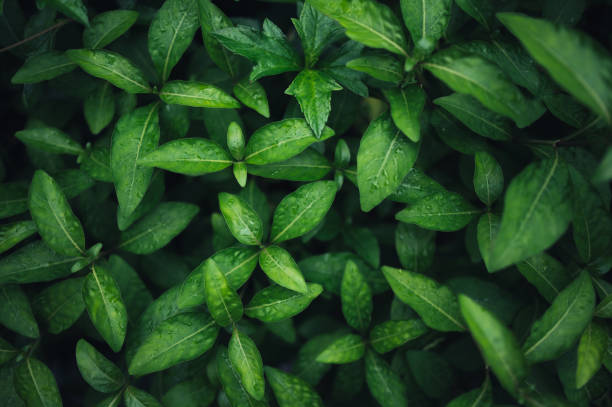 istock A vibrant display of lush green leaves under soft natural lighting 2190400213