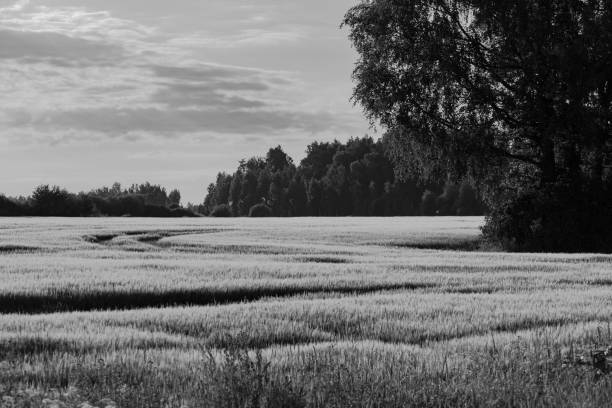 cultivated field with group of pigeons