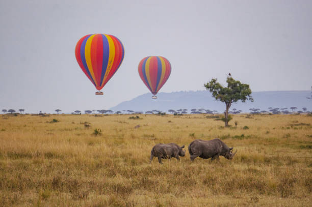 Two rhinos are walking in Maasai Mara National Reserve with two colorful hot air balloons in the background. There is also a tree with a vulture sitting in it watching and lookg for its next meal.