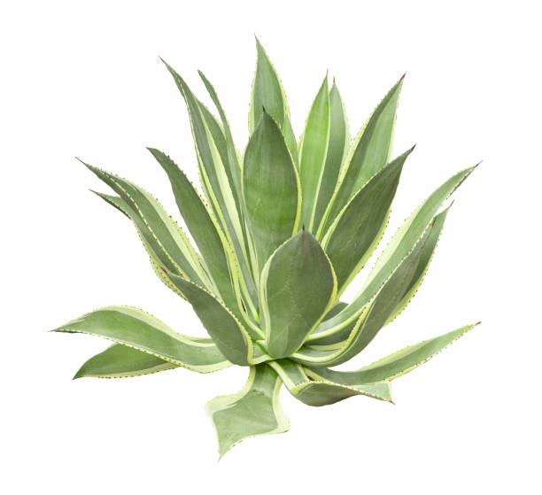 istock Tropical agave plant isolated on white background.This has clipping path. 2190405722
