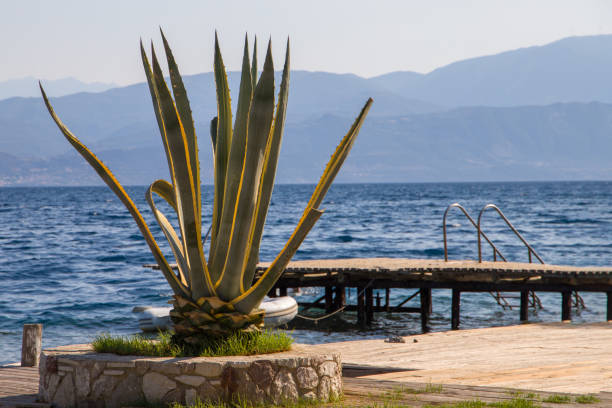 Decorative flower bed with agave on the seashore. Vacation concept.