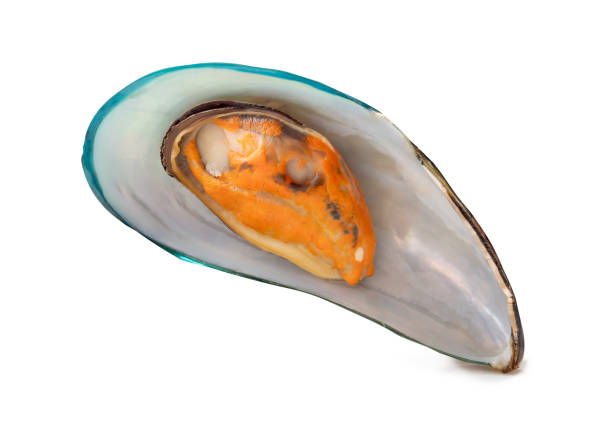 Single cooked or steamed green mussel is isolated on white background with clipping path.