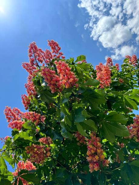 Red horse chestnut tree Aesculus carnea blossom in spring park