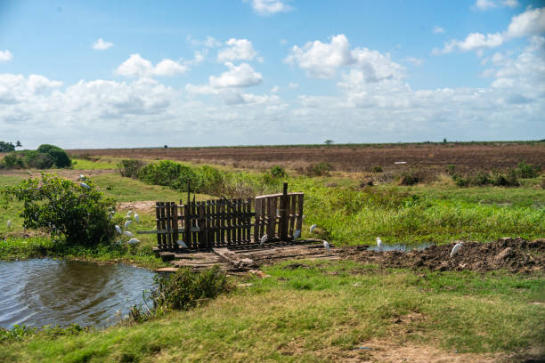 Berbice, Guyana - Wooden Makeshift Gate leading into a Field with white birds around