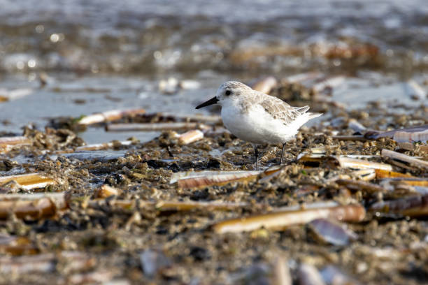 Sanderling feeding on Bull Island, Dublin. This small shorebird eats insects, crustaceans, and worms.