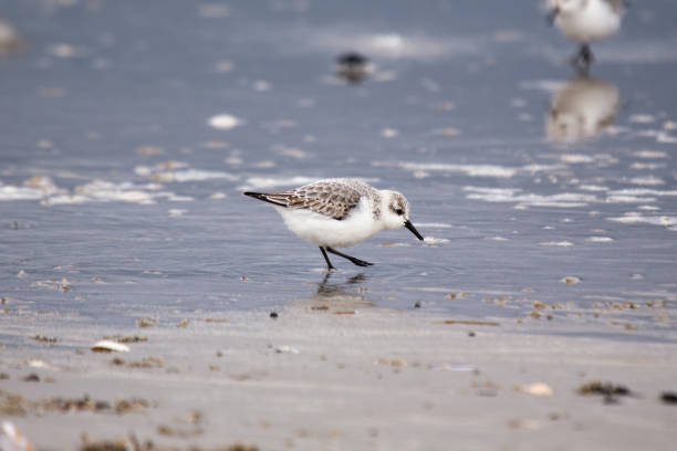istock Sanderling (Calidris alba) on Bull Island Shore, Dublin  Commonly Found on Sandy Beaches 2190410715
