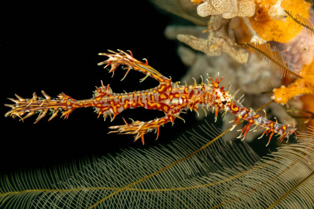 Pipefish Floating 1,400+ Pipefish Photos Stock Photos, Pictures & Royalty-Free Images ...