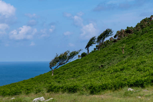 In the windy capital we see the funny shape on the trees. Even with strong windy they stand strong