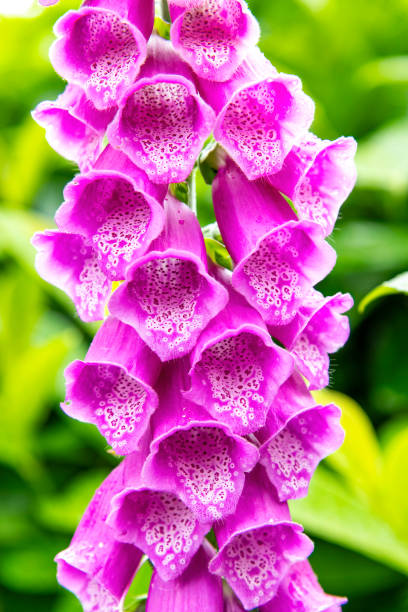 istock Digitalis purpurea, purple foxglove or common foxglove 2190412271