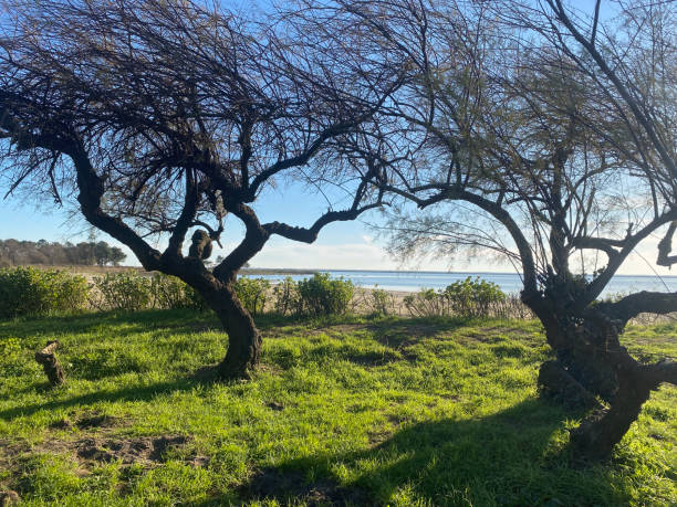 istock Salt marshes of the Arcachon Bay 2190412450