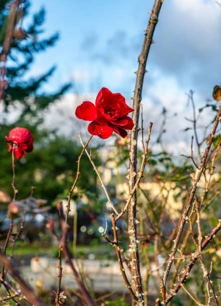 Roses bloom in a garden in Seatac, Washington in December.
