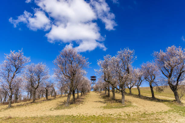 Almond tree orchard in Hustopece, South Moravia, Czech Republic