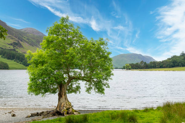 Green leafed tree on shore of lake Buttermere along B5289 road from Honister Pass in the Lake District, Keswick, Cumbria, UK surrounded by green mountains