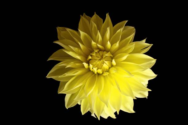 istock Vibrant Yellow Dahlia Flower in Full Bloom on Dramatic Black Background 2190417232