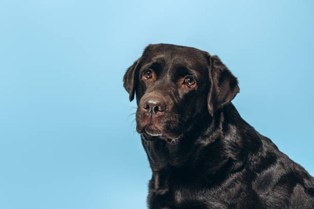 istock Beautiful black labrador looking at camera, sitting isolated on blue background. Animal concept 2190417939