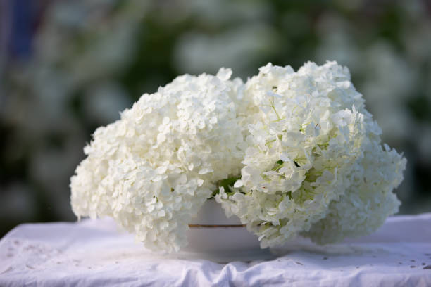 istock Spring background with a white branch of a blooming hydrangea on a background of greenery. 2190418171