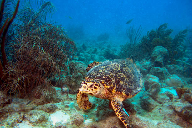 istock Turtle swimming over the tropical Bonaire reef 2190419545