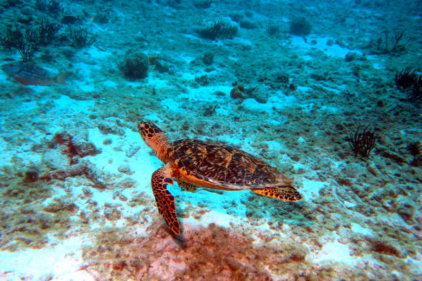 Turtle swimming over the tropical Bonaire reef. High quality photo