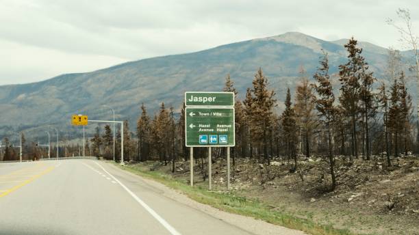 Jasper, Canada – September 12, 2024: A view of Charred forest landscape after the Jasper Fire in Alberta