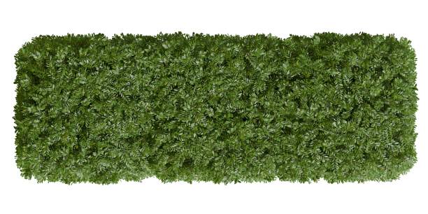 istock 3d Redner of Pruned Coronilla Valentina patch of artificial greenery isolated on a white background 2190422304