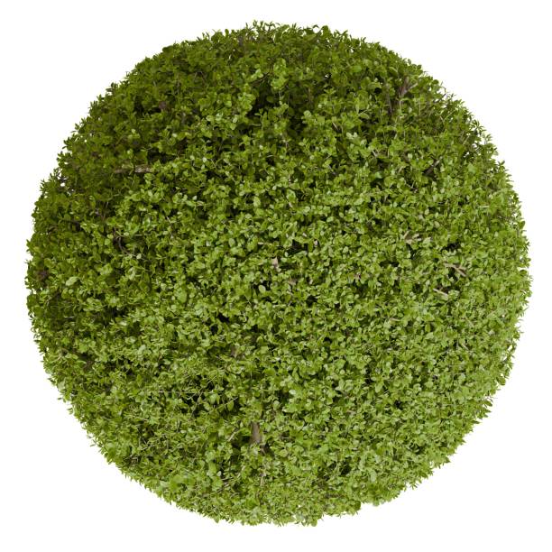 istock 3d Redner top view of a topiary Ficus Concinna Bonsai Pruned Tree in Spherical Shape 2190422320
