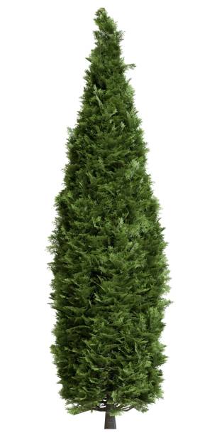 istock 3d render of an artificial Christmas tree with cone shape and lush green foliage on white background 2190422337