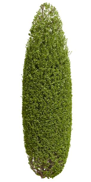 istock 3d render of a Tall narrow shrub or tree with dense green foliage isolated on white background 2190422363