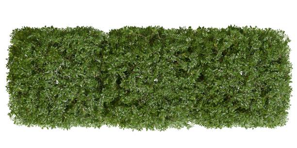 istock Rectangular patch of dense foliage with rich green leaves isolated on white background 2190422413
