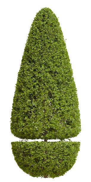 istock 3d render of a Cone-shaped bush with elongated top and rounded bottom isolated on white background 2190422416