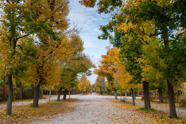 Wide alley in park with dirt walkway and deciduous trees with autumn leaves on both sides, distant single running person in overcast day