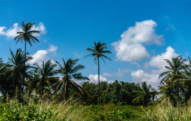Farmland with Palm Trees in the Background