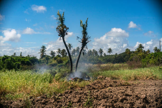 Farmland with Palm Trees in the Background