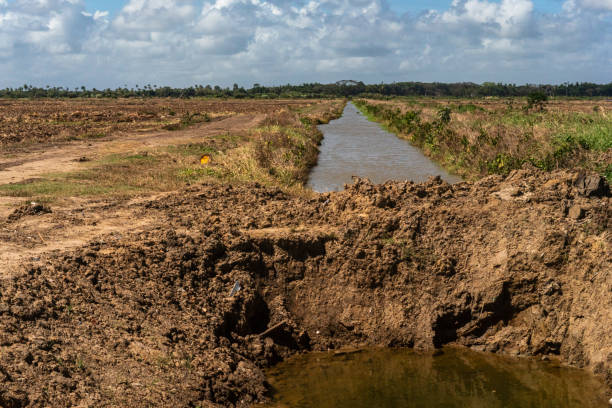 istock Flooded Rice Paddy Fields with an Irrigation Trench of water 2190423331