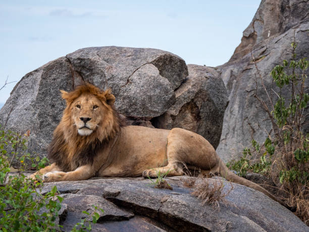 istock Magnificent lion (Panthera leo) in a rocky landscape. 2190423713